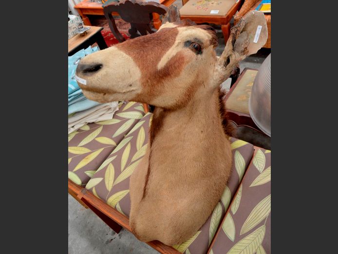 GEMSBOK TROPHY HEAD, 68cm High [No horns, ears worn]