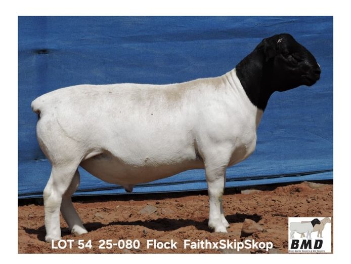 25-080 | BROER MARITZ DORPERS