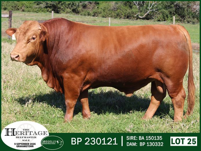 BP 230121 HH | BEGELLY BEEFMASTERS