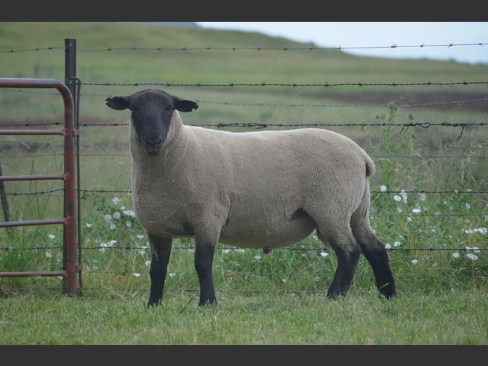 301 240378 | TWEESEUNS