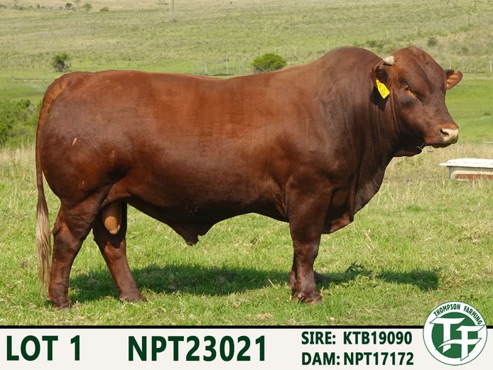 NPT230021