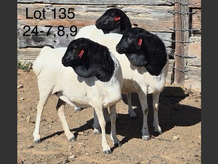 24-007 | DIRK LOTTER