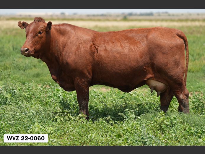 WVZ220060