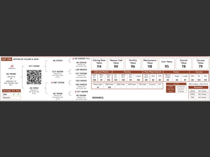 AG19-482 #NV