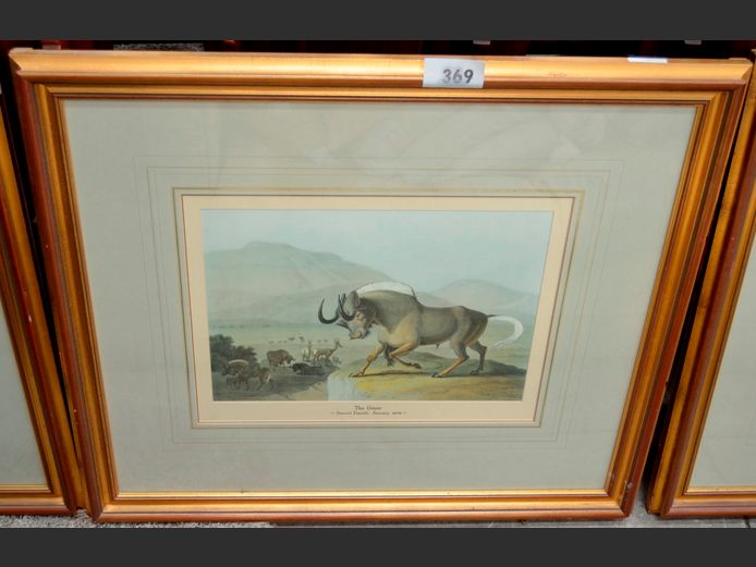 GILT FRAMED PRINT "THE GNU" SIGNED SAMUEL DANIEL 1804, 45 x 32cm