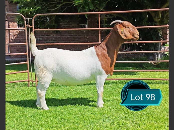 762241359 | Lukas Burger Boerbokstoet