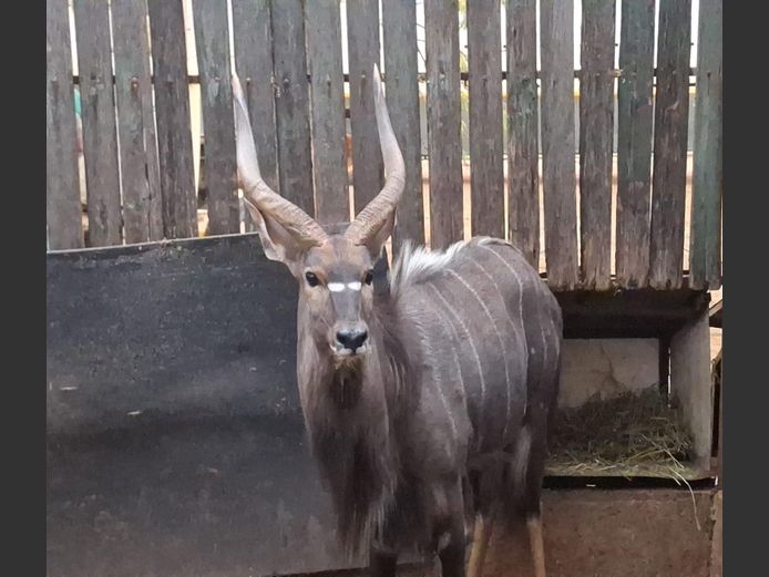 NYALA | G. VAN ZYL