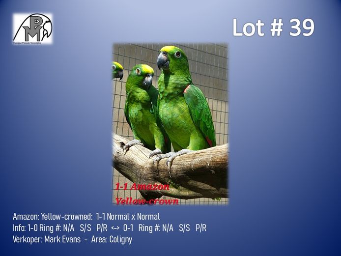 1-1 '23/'22 Amazon: Yellow-crowned: Normal x Normal - Mark Evans
