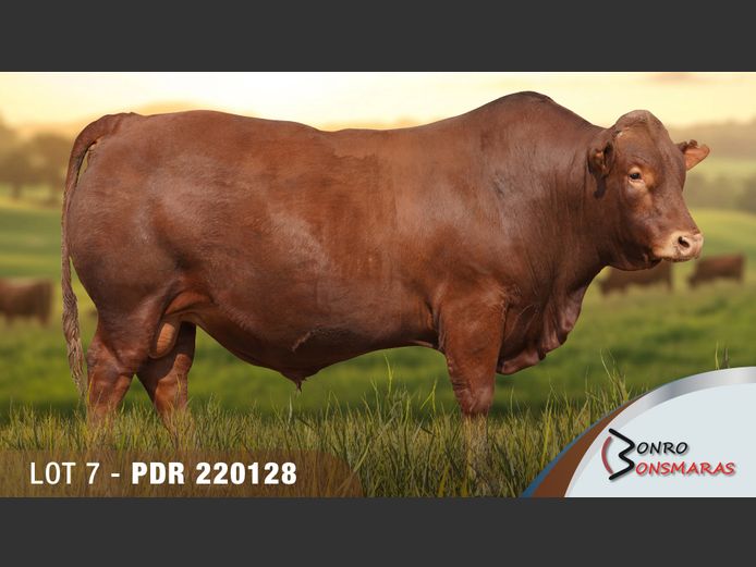 PDR 220128 | BONRO BONSMARAS