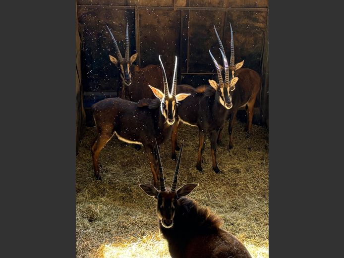Swartwitpens Bulle