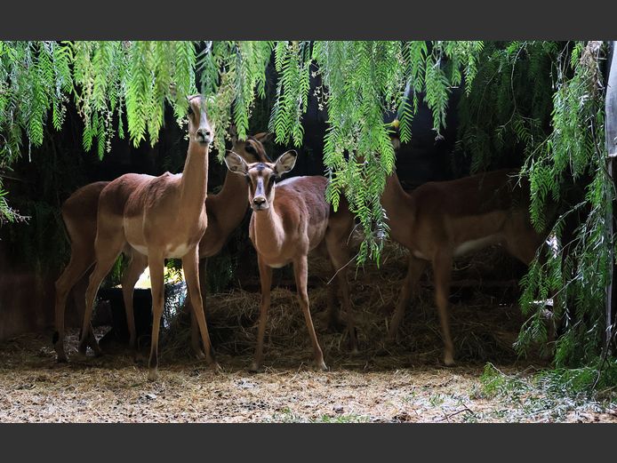 GEWONE ROOIBOK | AL BADENHORST/BYLEVELD FAMILIE