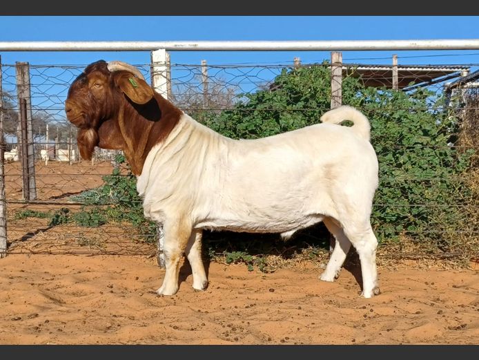 554250002 | WITSAND BOERBOKSTOET
