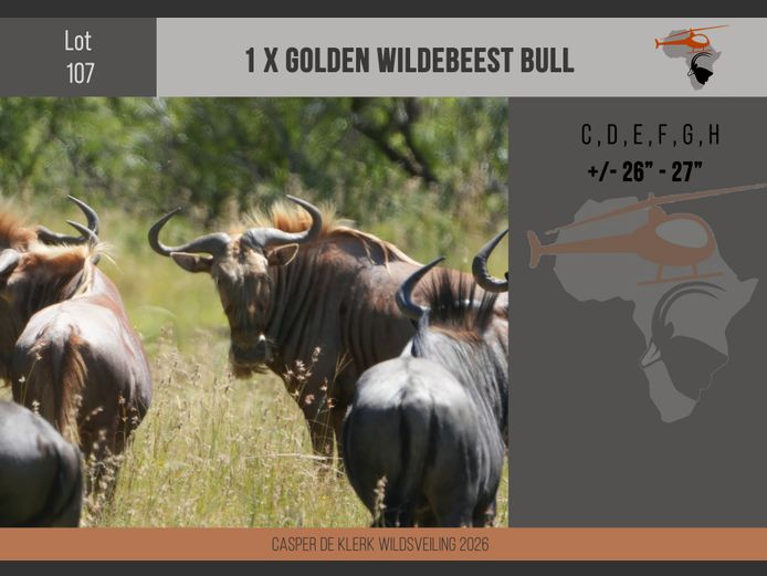 Golden Wildebeest (+- 26" - 27")