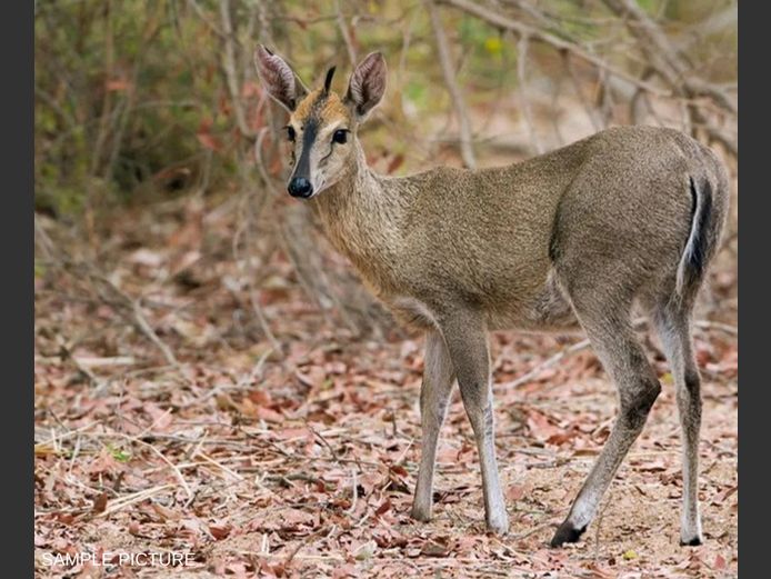 DUIKER | GOLDEN GAME WILDLIFE