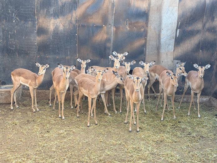 ROOIBOK | 258 FARMS