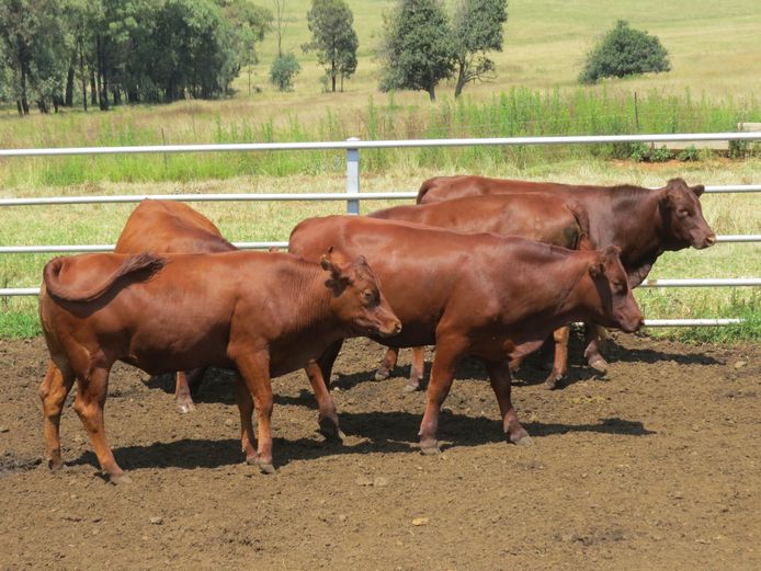 Commercial Females