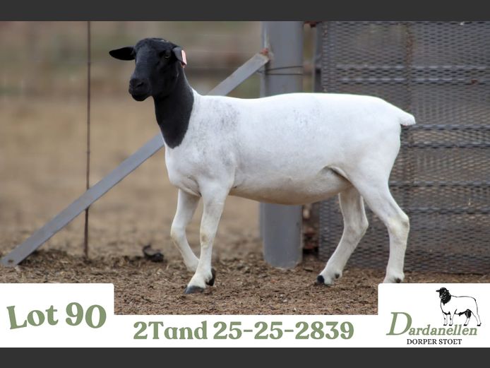 2525 | DARDANELLEN DORPERS