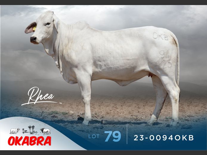 23-0094OKB | OKABRA BRAHMANS