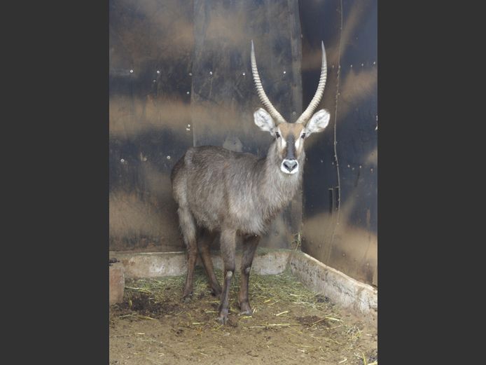 Waterbok | Matlabas Wild