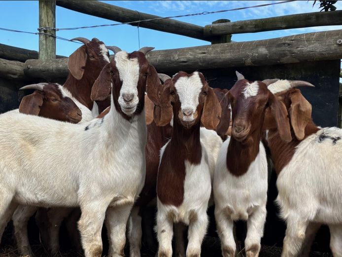 Commercial Ewes | SE Greeff