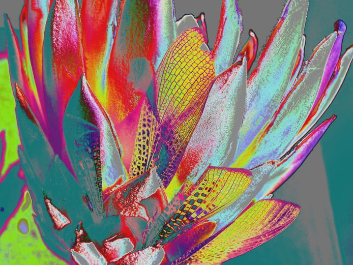 Painting | Nicci Olivier