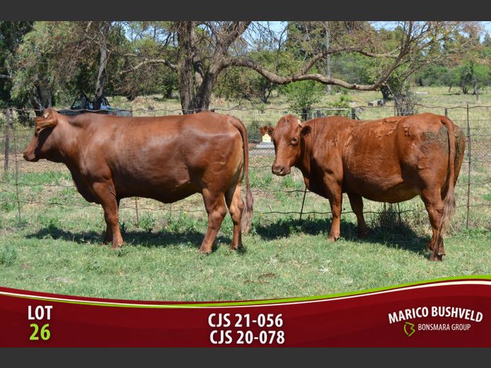 Commercial Animals | Saunders Bonsmaras