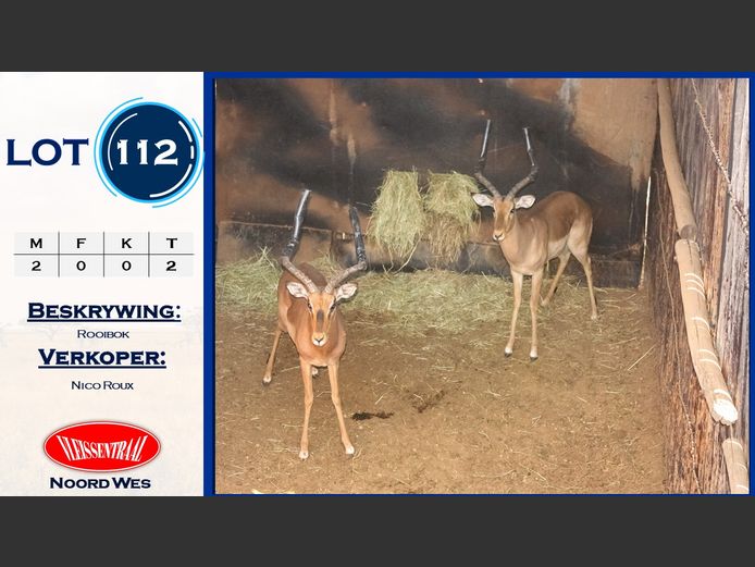 Rooibokke