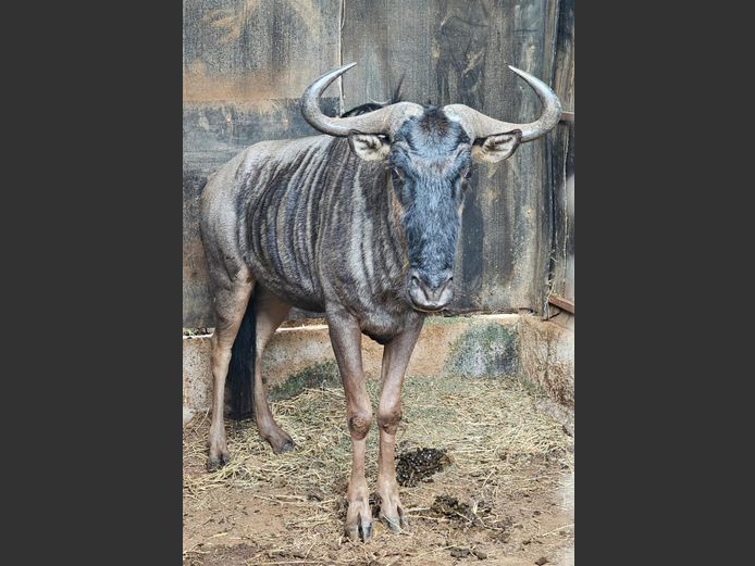 BLOUWILDEBEES | TANGARA LODGE
