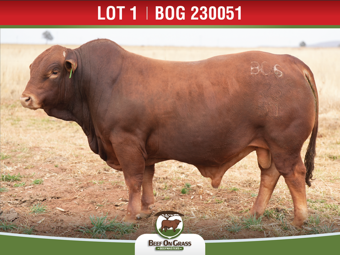 BOG 230051 PcH | BEEF ON GRASS PTY LTD