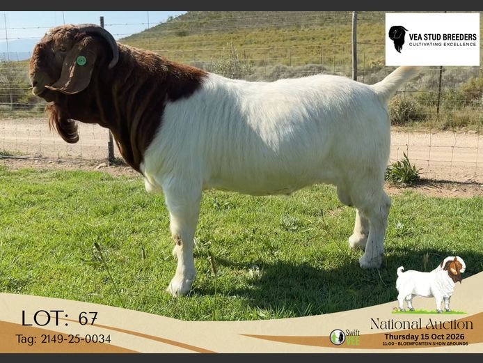 1695-25-0034 | VEA Stud Breeders