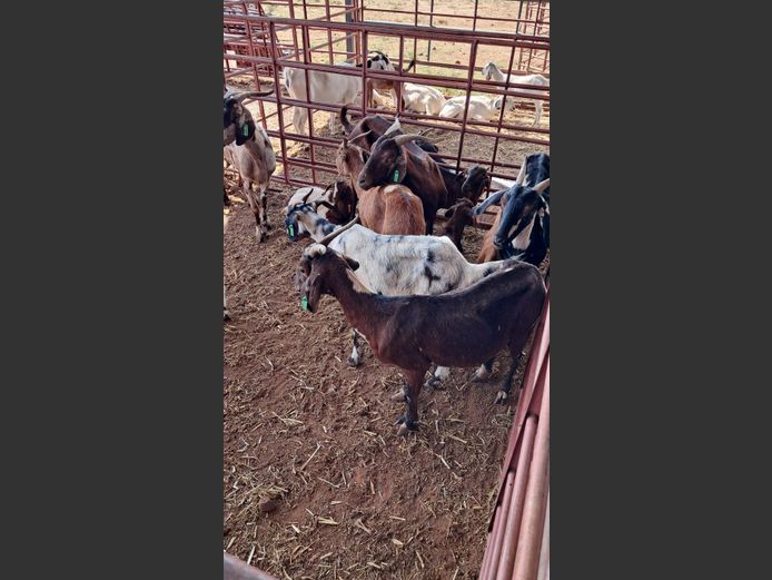 BOERBOK | NAZARDI BOERDERY