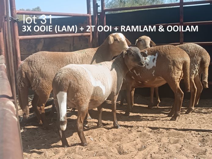 PD 25162 | COENIE VD MERWE
