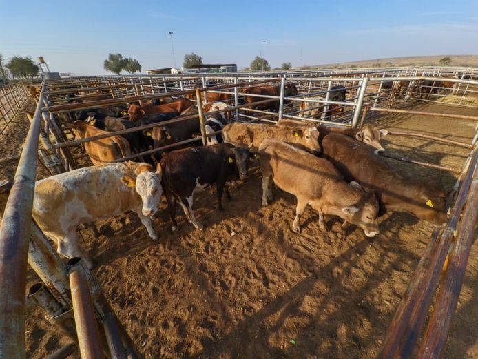 VAN NIEKERK PJ | DAIRY CATTLE 