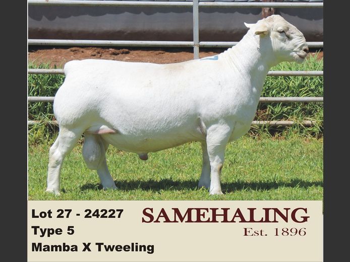 24227-331 | SAMEHALING  WIT DORPERS