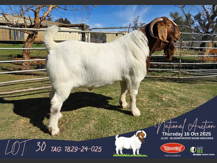 1829-24-025 | George Gibson (Odessa Boerbokstoet)