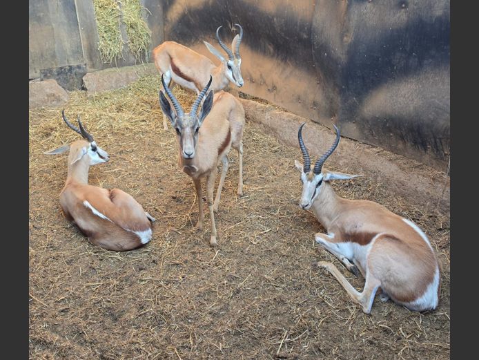 SPRINGBOK | KAMEELDORING GOLF CLUB