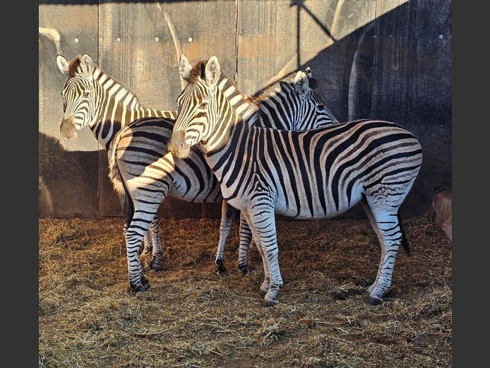 ZEBRA | ZEBULA