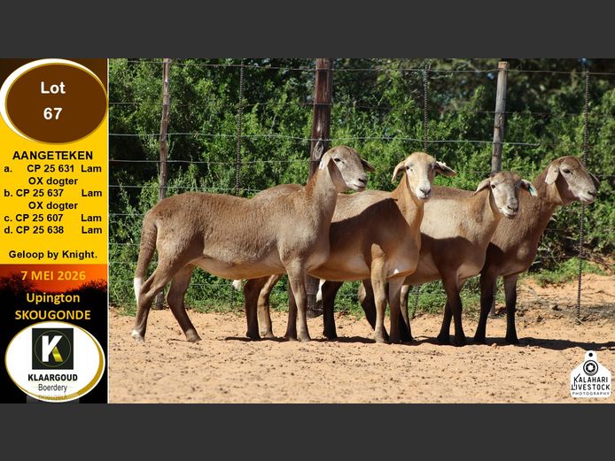 CP 25 631 | KLAARGOUD BOERDERY