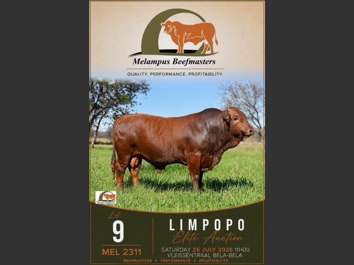 MEL 230011 | MELAMPUS