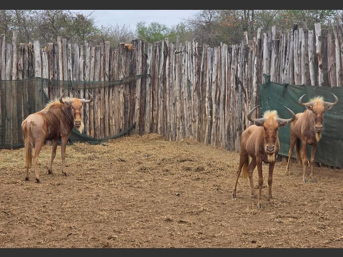GOUE WILDEBEES | THABA BOTALA GAME