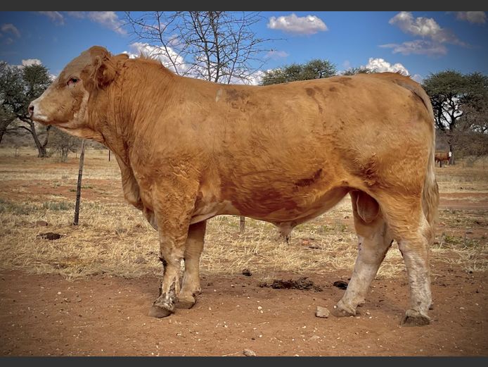 MK2238 | IBENSTEIN SIMMENTALER