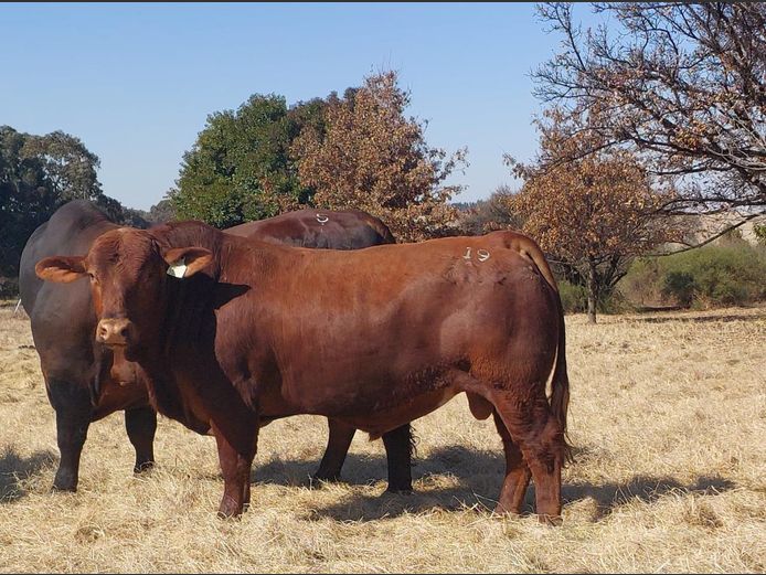 ZM2028C | ZIMEYER BOERDERY 
