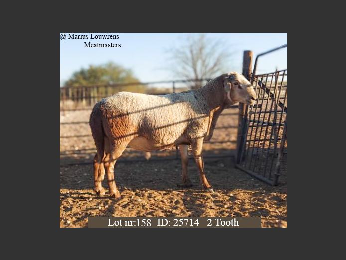 25705 | Marius Louwrens Meatmasters