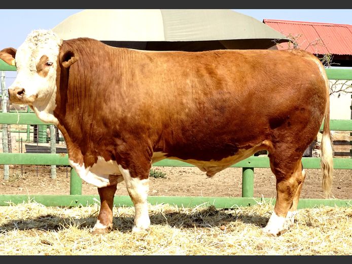 GV22229 | VOIGTLAND SIMMENTALER