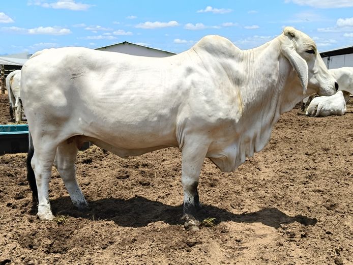 R101612 | R10 BRAHMANS