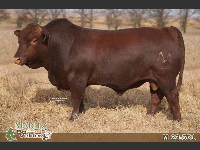 M230551 | Maritz Bovelders