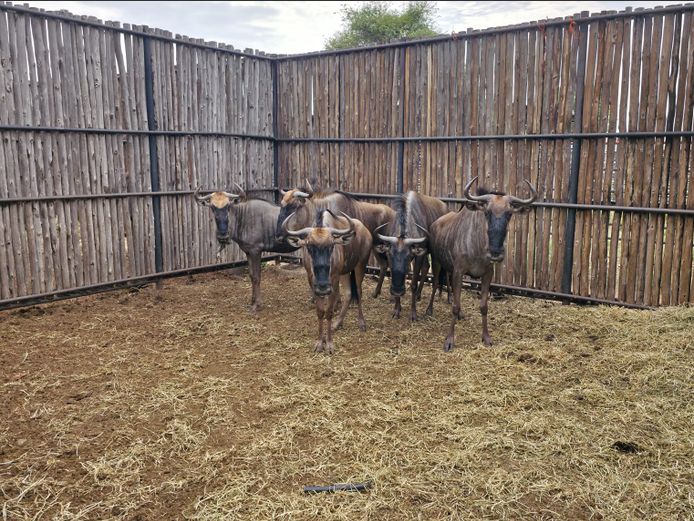 BLOUWILDEBEES | HANLEY