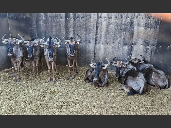 BLUE WILDEBEEST | DAGBREEK
