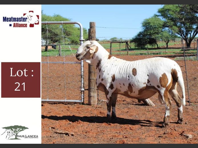 LL25 105 | Rhus Lancea