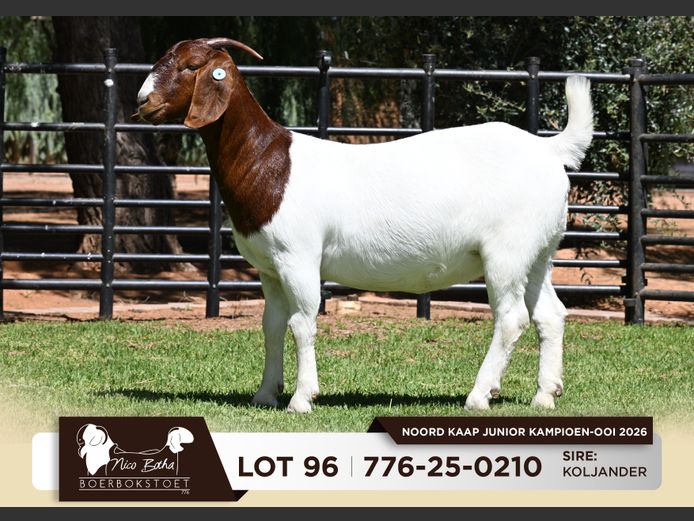 776-25-0210 | Nico Botha Boerbokstoet